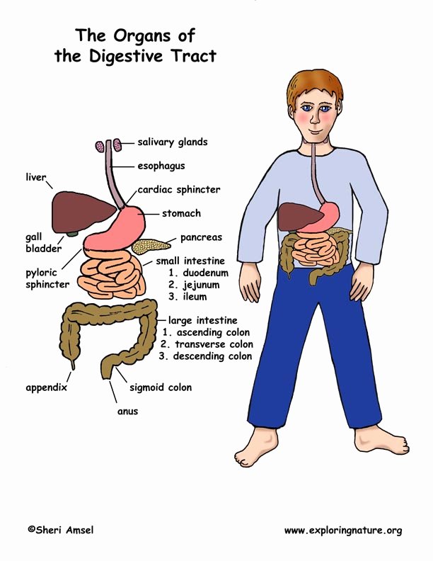 Digestive System Worksheet Pdf Unique Digestive System Overview