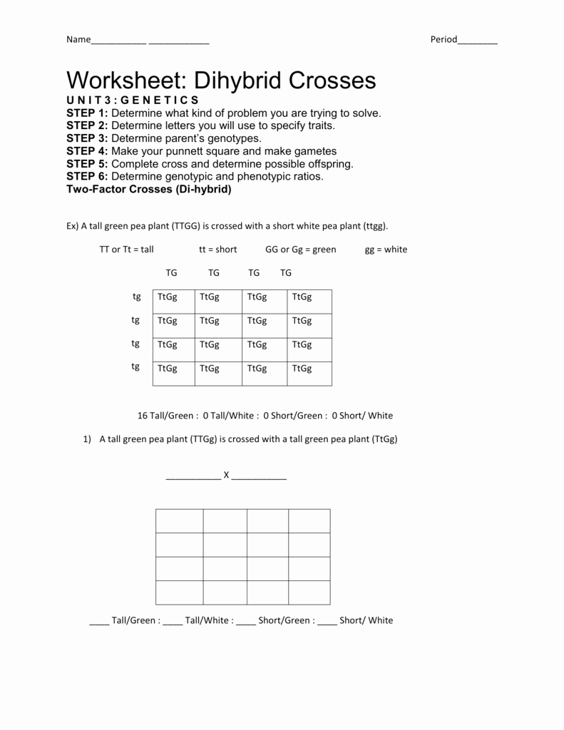 Dihybrid Cross Worksheet Answers Best Of Worksheet Dihybrid Crosses