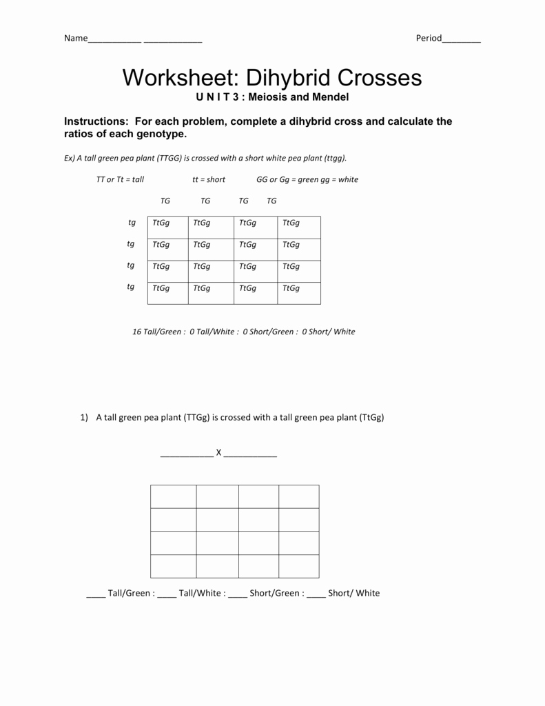 Dihybrid Cross Worksheet Answers New Worksheet Dihybrid Crosses