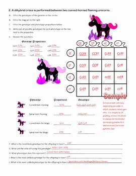 Dihybrid Cross Worksheet Answers Unique Dihybrid Crosses F1 Dihybrid Cross Worksheet by Cynthia