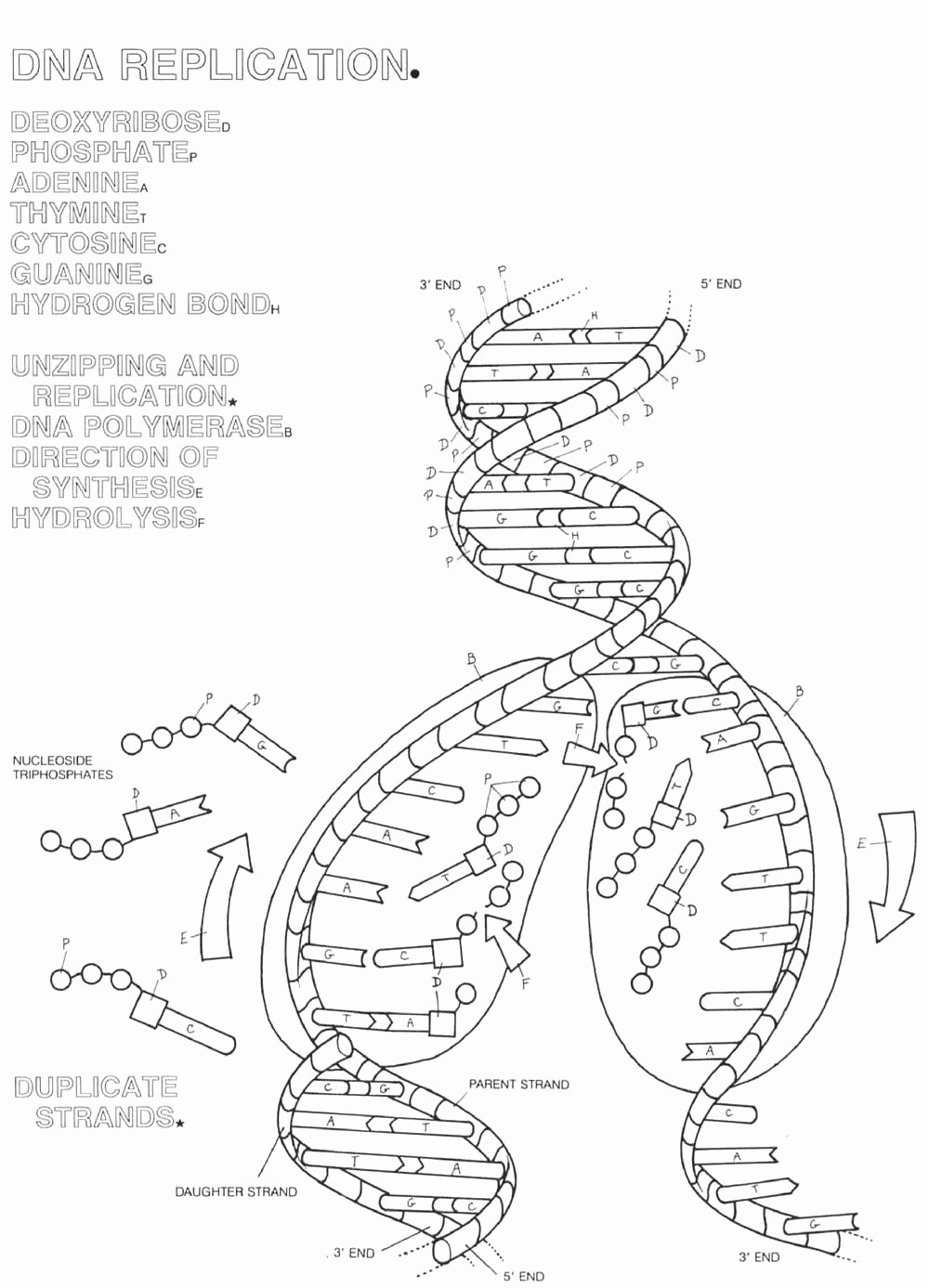 Dna and Replication Worksheet Answers Awesome 14 Best Of Prehension Questions Worksheets
