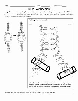 Dna and Replication Worksheet Answers Fresh Dna Replication Worksheet by Activelearning
