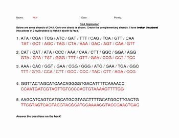 Dna and Replication Worksheet Answers New Dna Replication Practice by Happy Cat Science