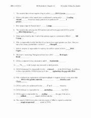 Dna and Replication Worksheet Answers Unique Chapter 14 Dna Replication Worksheet and Answer Key Bio