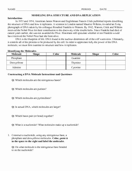 Dna and Replication Worksheet Answers Unique Modeling Dna Structure and Dna Replication Worksheet for