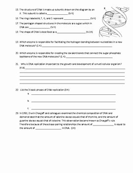 Dna and Replication Worksheet Best Of Dna Structure and Replication Worksheet by Scientific
