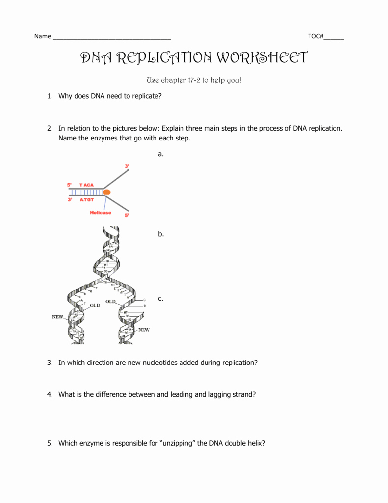 Dna and Replication Worksheet Fresh Dna Replication Worksheet