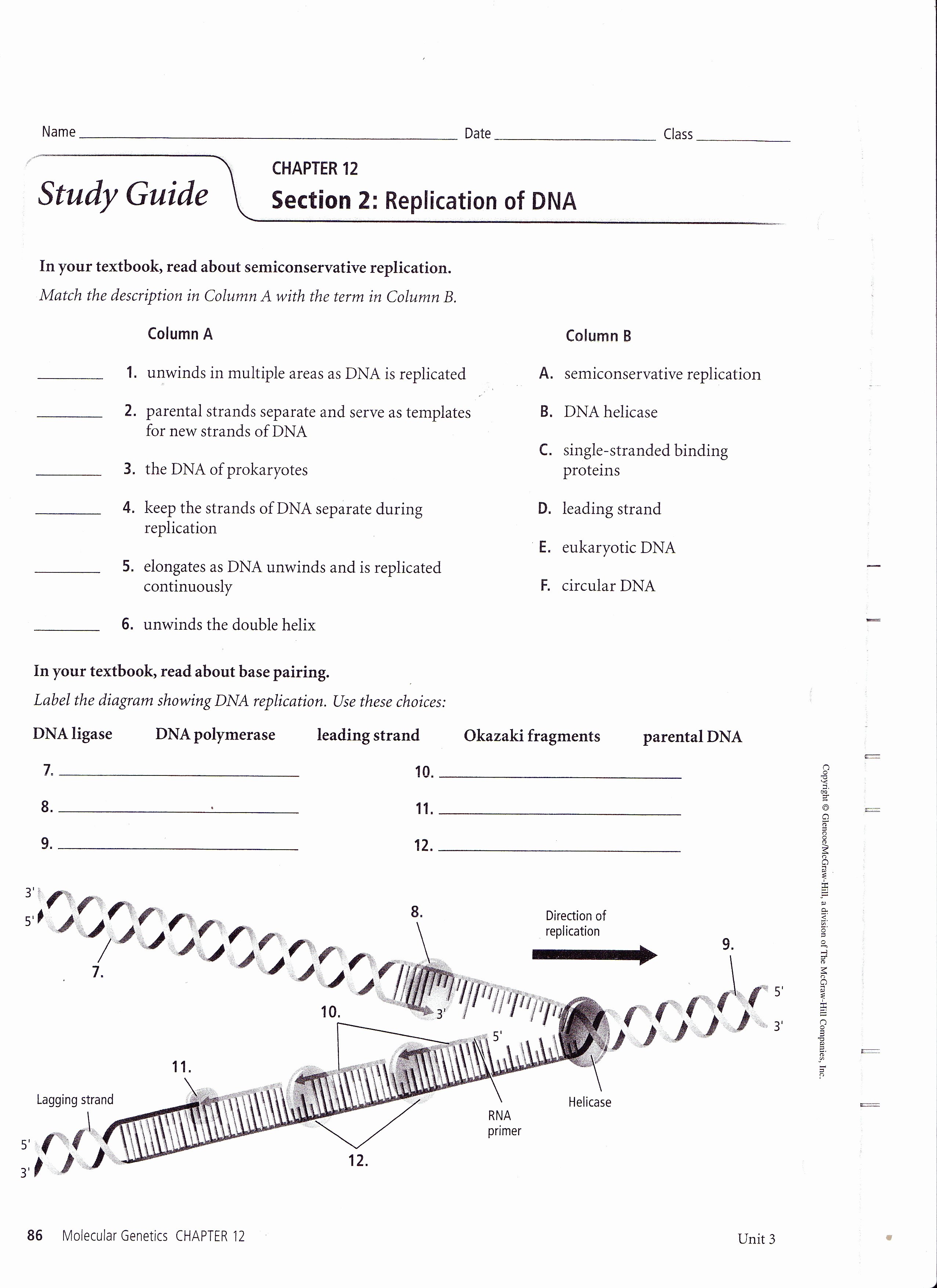 Dna and Replication Worksheet Fresh Dna Structure Dna Replication Animation Biological
