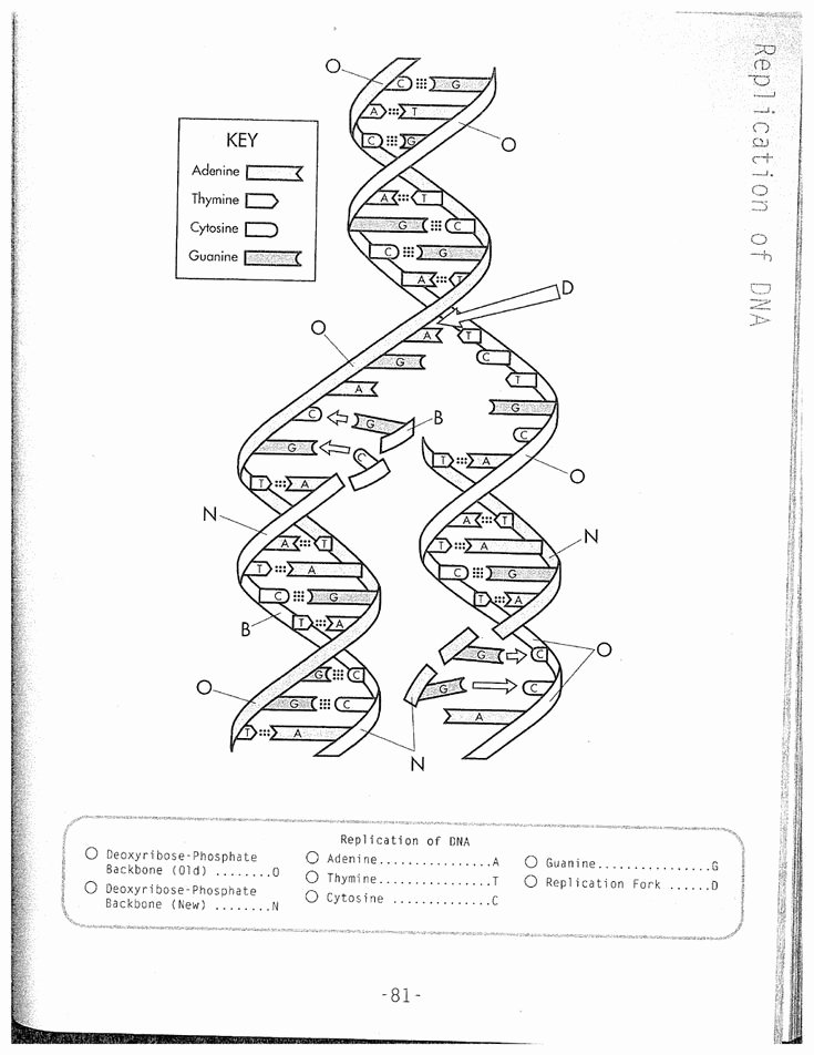 50 Dna And Replication Worksheet