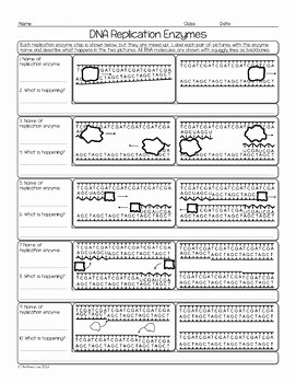 Dna and Replication Worksheet Lovely Dna Replication Enzymes Biology Homework Worksheet by