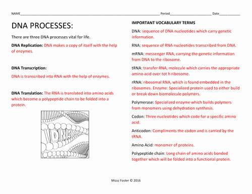 Dna and Replication Worksheet New Dna Processes Dna Replication and Protein Synthesis
