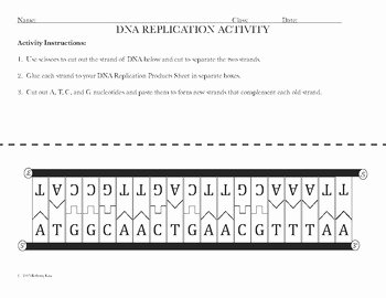Dna and Replication Worksheet New Dna Replication Activity Diagram and Reading for High