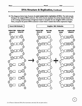 Dna and Replication Worksheet New Dna Structure and Replication Worksheet by A Thom Ic