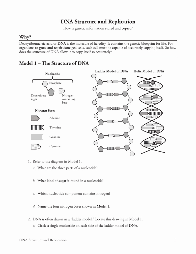 Dna and Replication Worksheet New How Can You order A Ladder Worksheet Answer Key