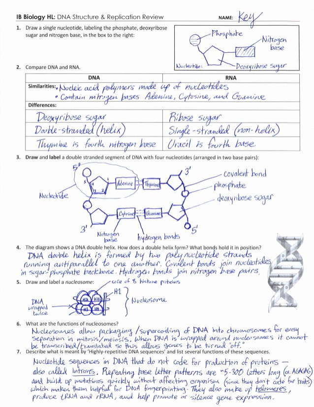Dna and Replication Worksheet New Ib Dna Structure &amp; Replication Review Key 2 6 2 7 7 1