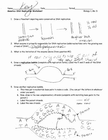 Dna and Replication Worksheet New Magazines