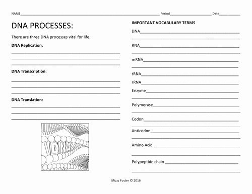 Dna and Replication Worksheet Unique Dna Processes Dna Replication and Protein Synthesis