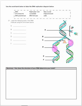 Dna and Replication Worksheet Unique Dna Structure Function and Replication Review Worksheet