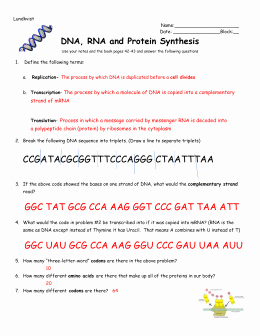 Dna and Rna Worksheet Answers Awesome Answer Key Worksheet Dna Rna and Protein Synthesis