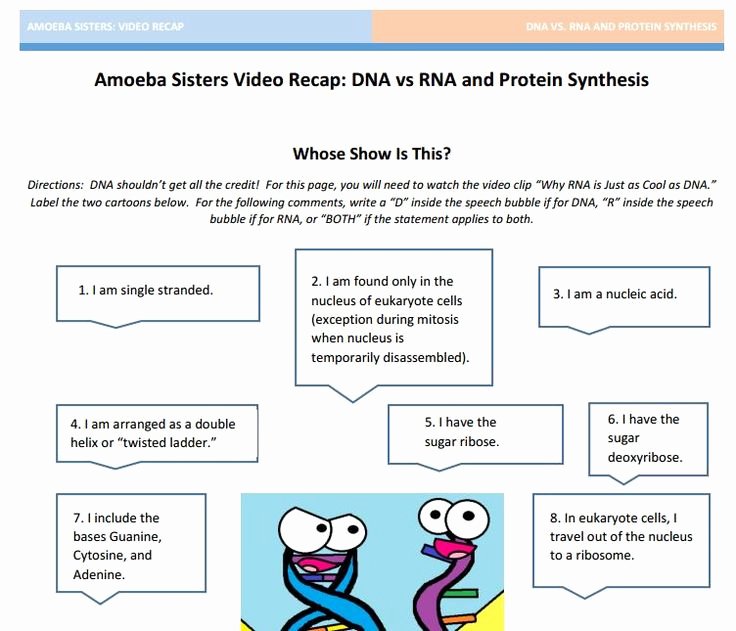 Dna and Rna Worksheet Answers Beautiful Dna Vs Rna Protein Synthesis Handout Made by the Amoeba