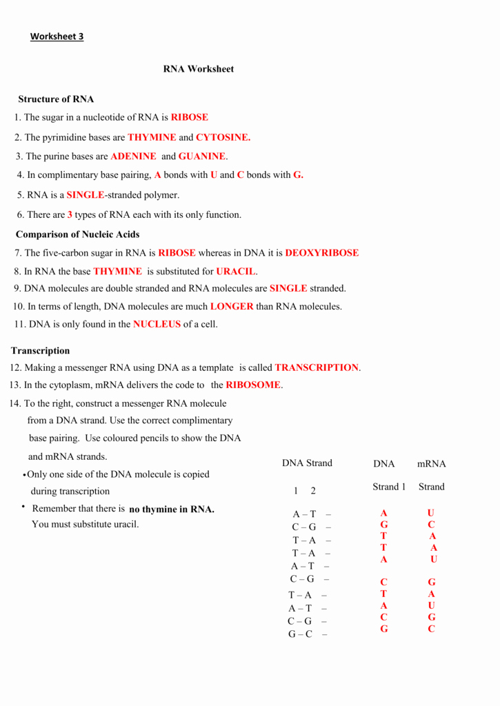 Dna and Rna Worksheet Answers Luxury Worksheet 3 the Nsa at Work