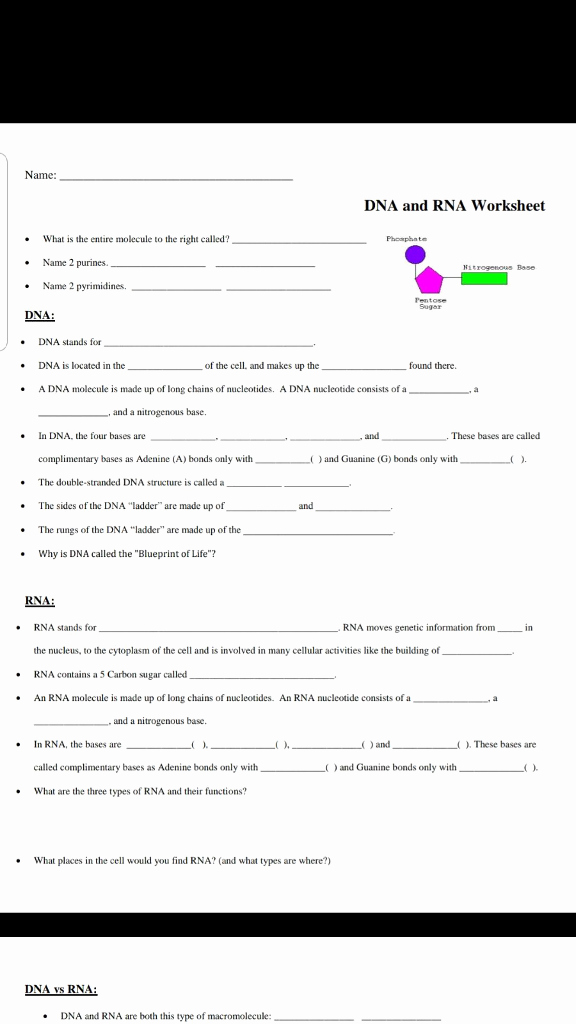 Dna and Rna Worksheet Answers New solved Name Dna and Rna Worksheet What is the Entire Mol