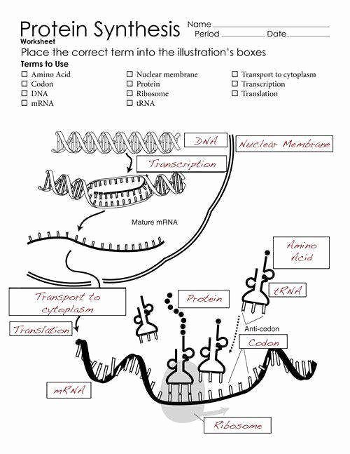 Dna and Rna Worksheet Answers Unique Protein Synthesis Worksheet