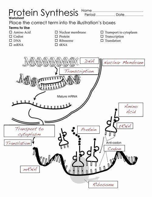 Dna And Rna Activity Worksheet