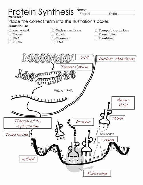 50 Dna And Rna Worksheet Answers
