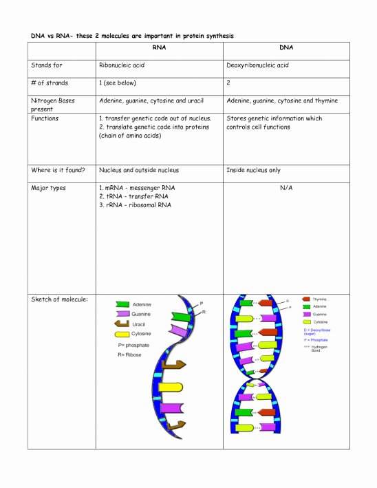 Dna and Rna Worksheet Answers Unique Rna Worksheet