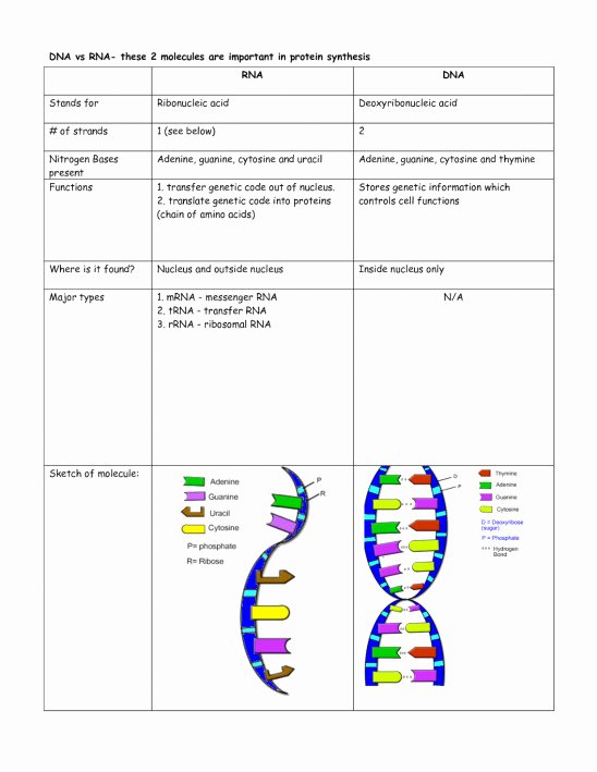 50-dna-and-rna-worksheet-answers