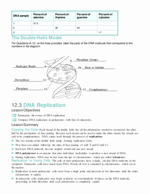 Dna and Rna Worksheet Beautiful Chapter 12 Dna and Rna Worksheet Answers the Best