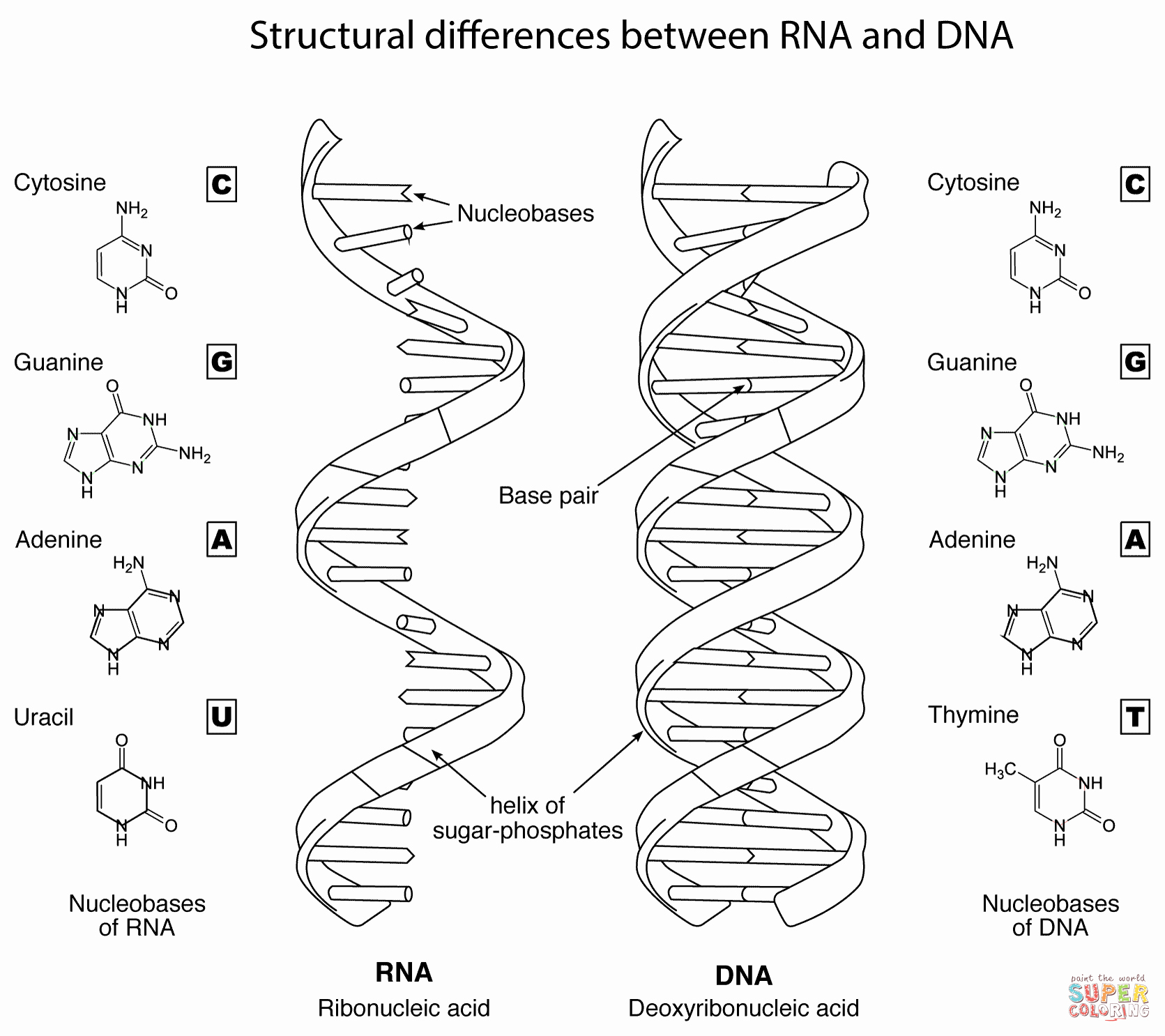Dna and Rna Worksheet Beautiful Structural Differences Between Rna and Dna Coloring Page