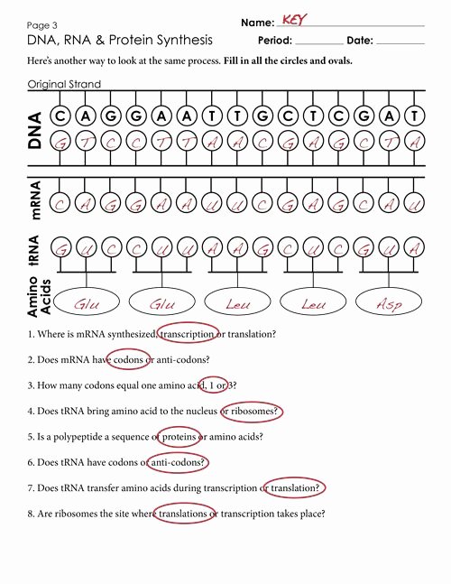 Dna To Protein Worksheet