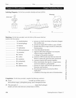 Dna and Rna Worksheet Elegant Chapter 12 Dna and Rna Worksheet Answers the Best