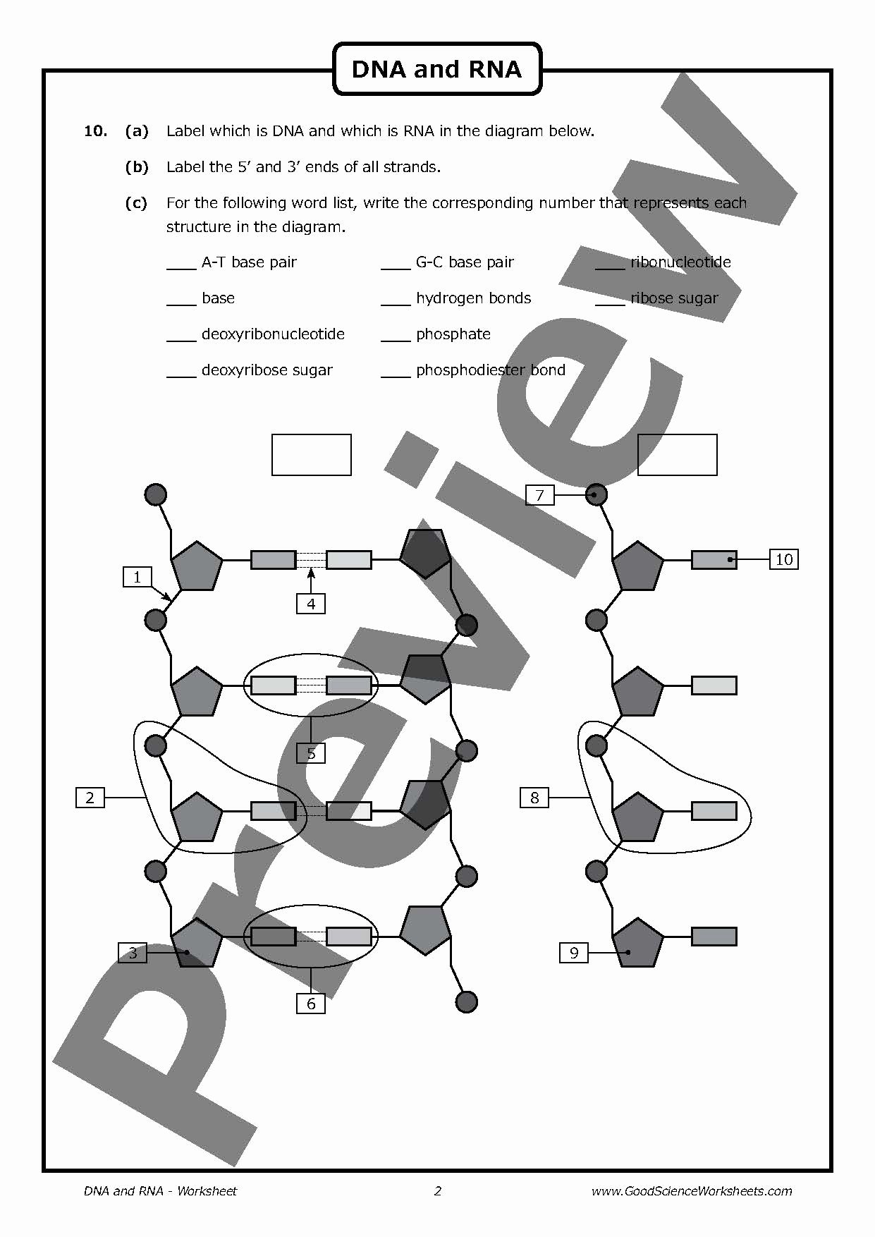 Dna and Rna Worksheet Elegant Dna Structure Drawing at Getdrawings