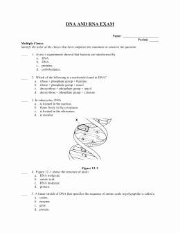 Dna and Rna Worksheet Fresh Chapter 12 Dna and Rna Worksheet Answers the Best