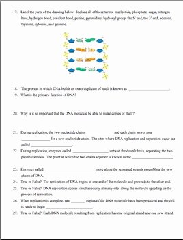 Dna and Rna Worksheet Lovely Dna Rna Protein Synthesis Worksheet Study Guide by Amy