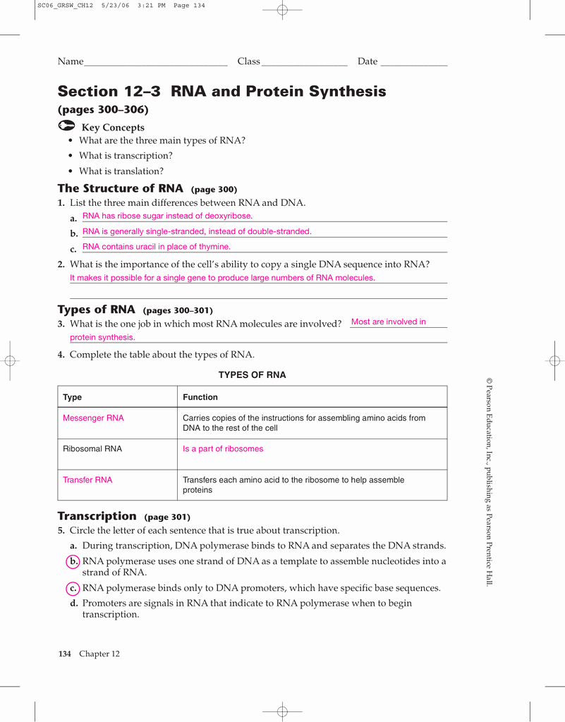 Dna and Rna Worksheet Unique Chapter 12 Dna and Rna Worksheet Answers the Best