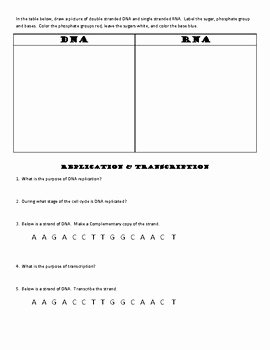 Dna and Rna Worksheet Unique Genetics Worksheet Dna and Rna Graphic organizer by