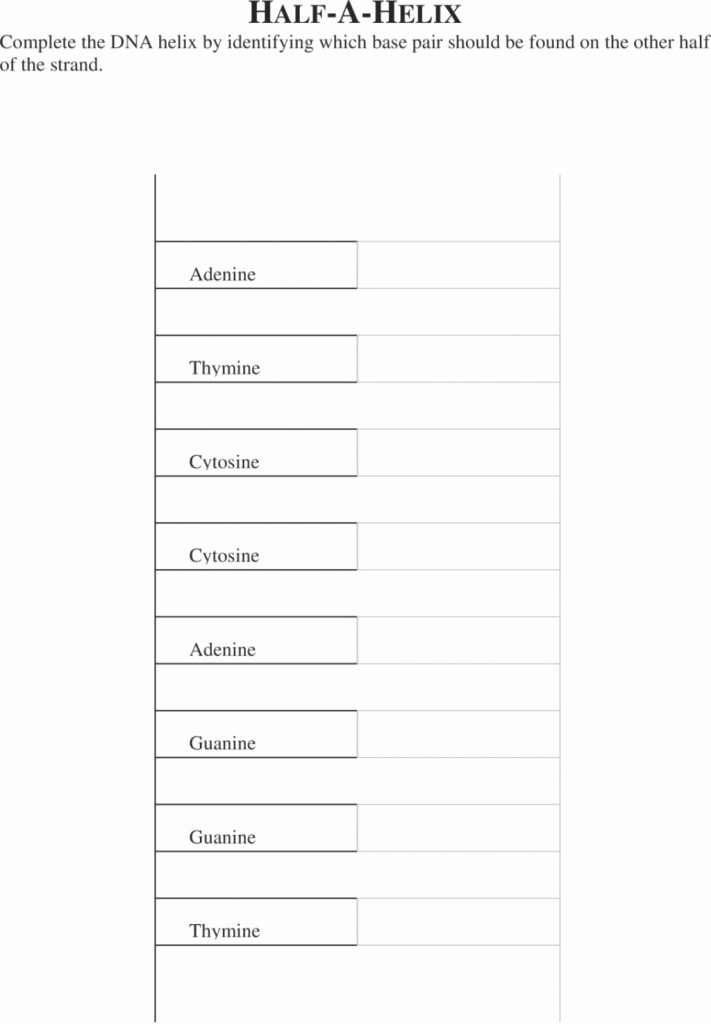 Dna Base Pairing Worksheet Answers Inspirational Downloadable Template Of Dna Paper Model Activity Level