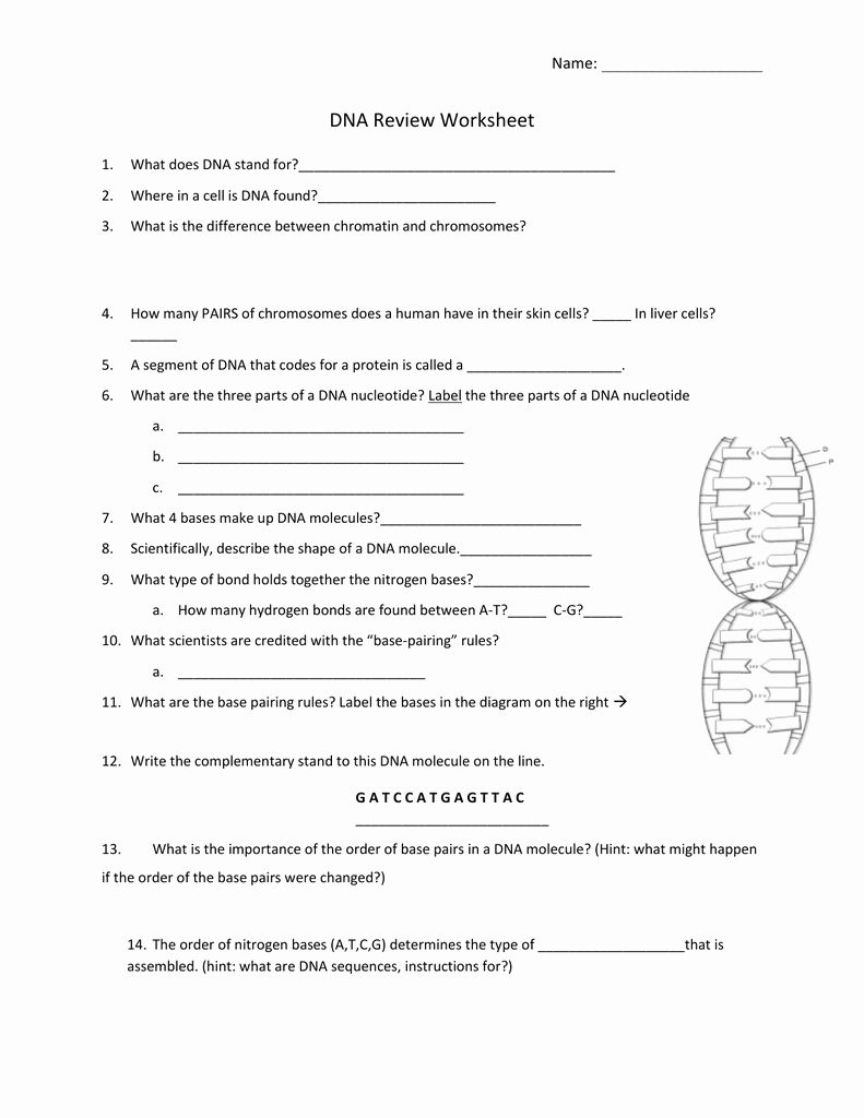 Dna Base Pairing Worksheet Answers Luxury 2015 Dna Review