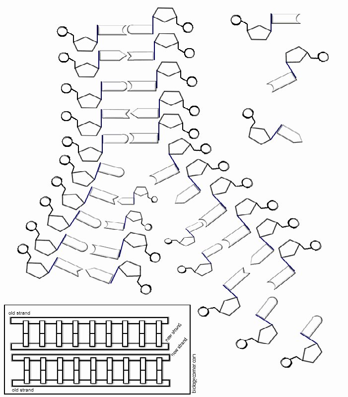 Dna Base Pairing Worksheet Answers Unique Dna Base Pairing Worksheet