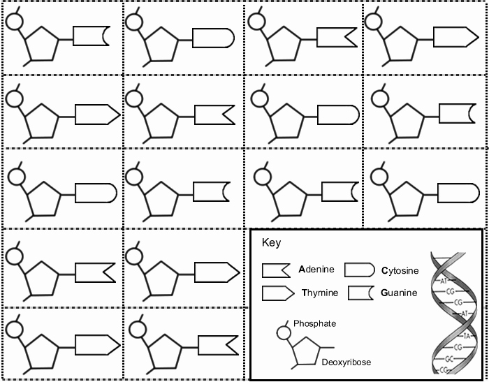 Dna Base Pairing Worksheet Awesome Constructing A Dna Ladder Ag Biology