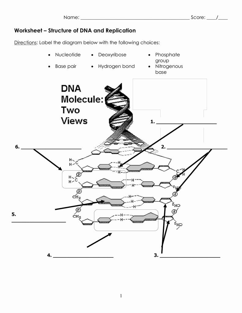 Dna Base Pairing Worksheet Awesome Worksheet – Structure Of Dna and Replication