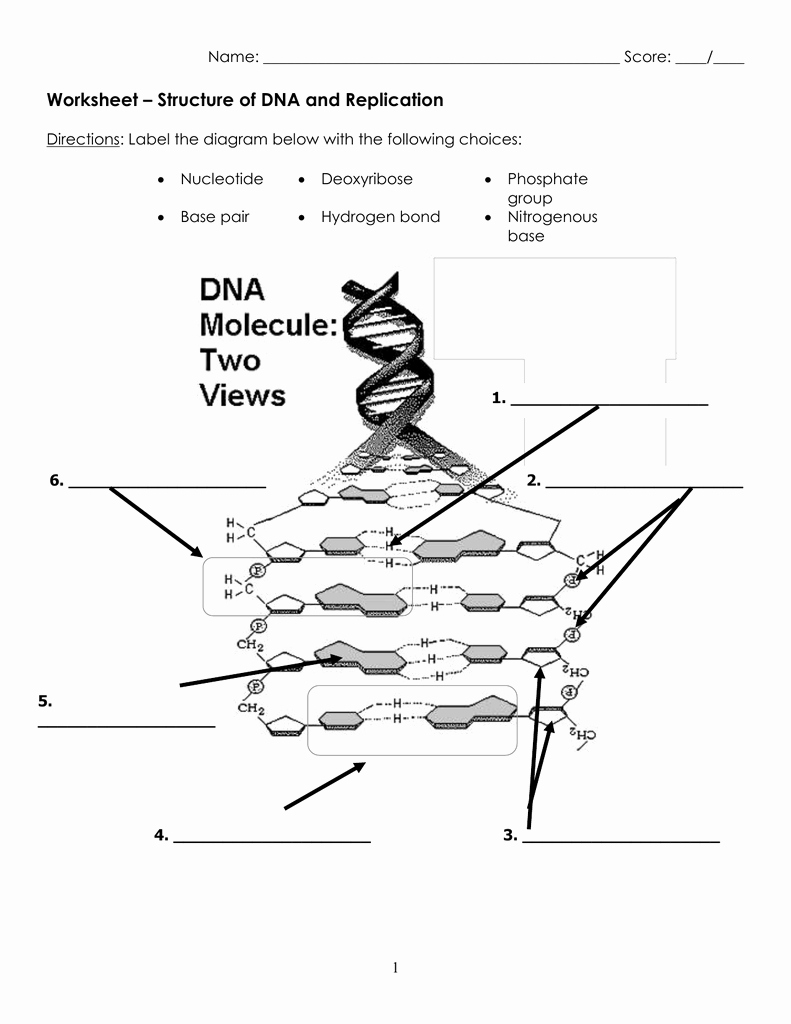 Dna Base Pairing Worksheet