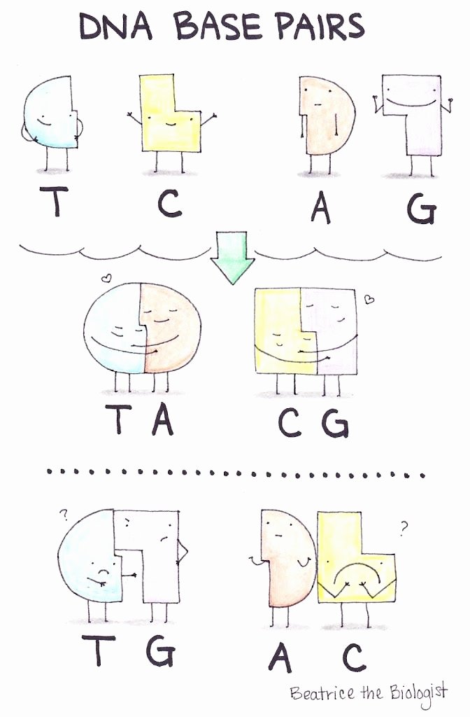 Dna Base Pairing Worksheet Elegant 1000 Images About Science Biology Genetics Meiosis