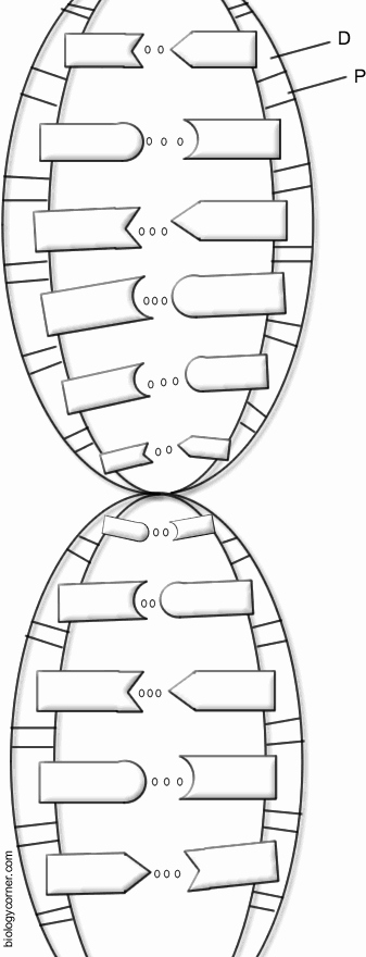 Dna Base Pairing Worksheet