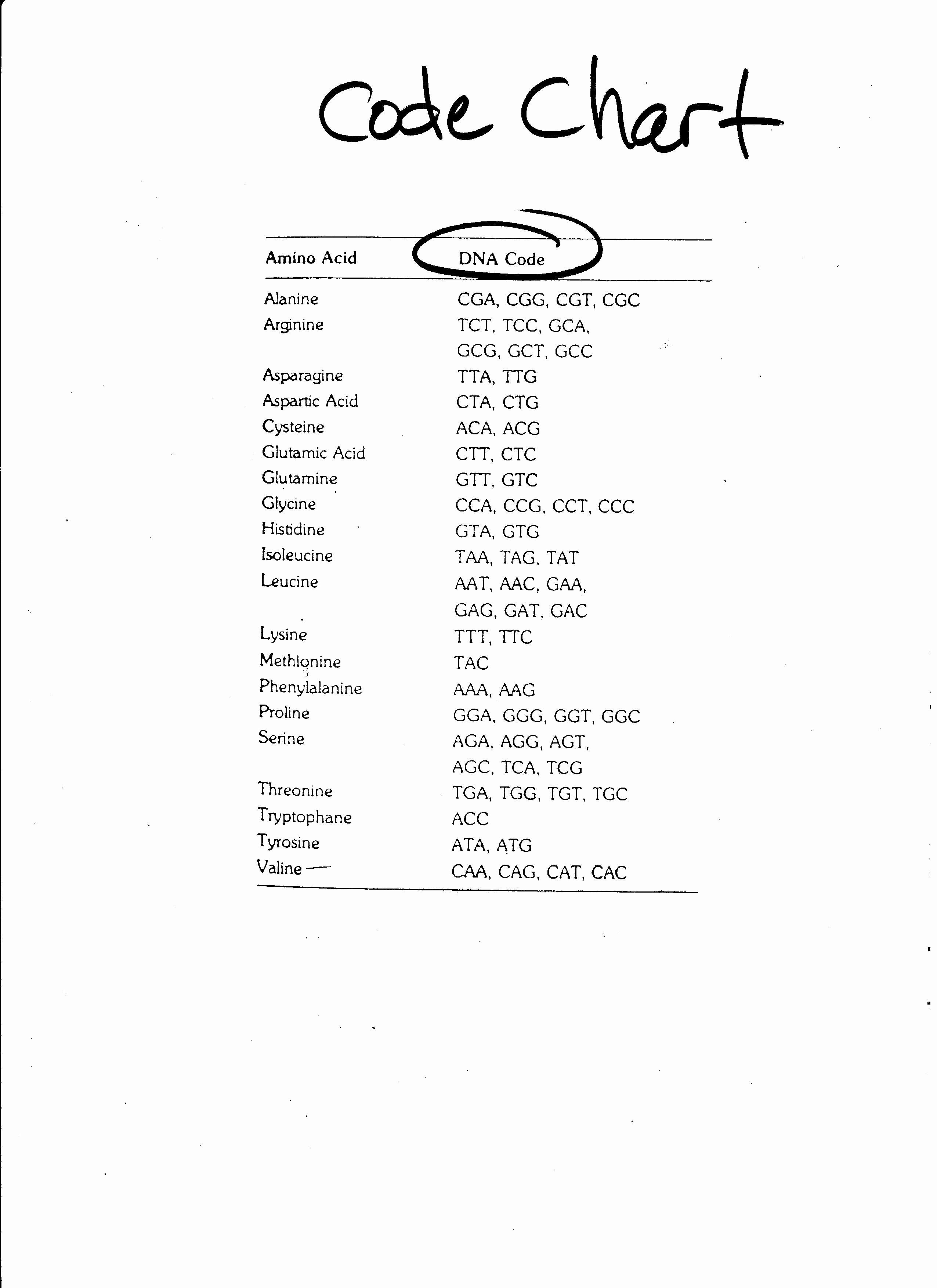 50 Dna Base Pairing Worksheet