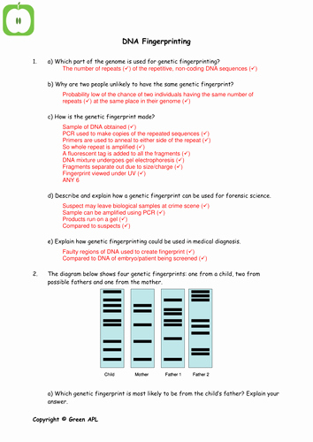 Dna Fingerprinting Worksheet Answers Best Of Biology Revision Worksheets Covering Year 2 A2 Biology by